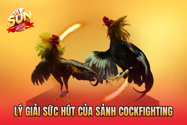 Lý giải sức hút của sảnh Cockfighting