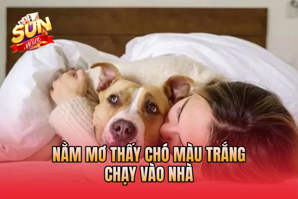 Nằm mơ thấy chó màu trắng chạy vào nhà